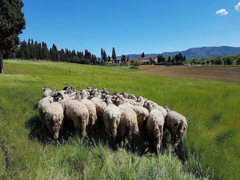 Agriturismo Fattoria Rozzalupi Cerreto Guidi Bagian luar foto