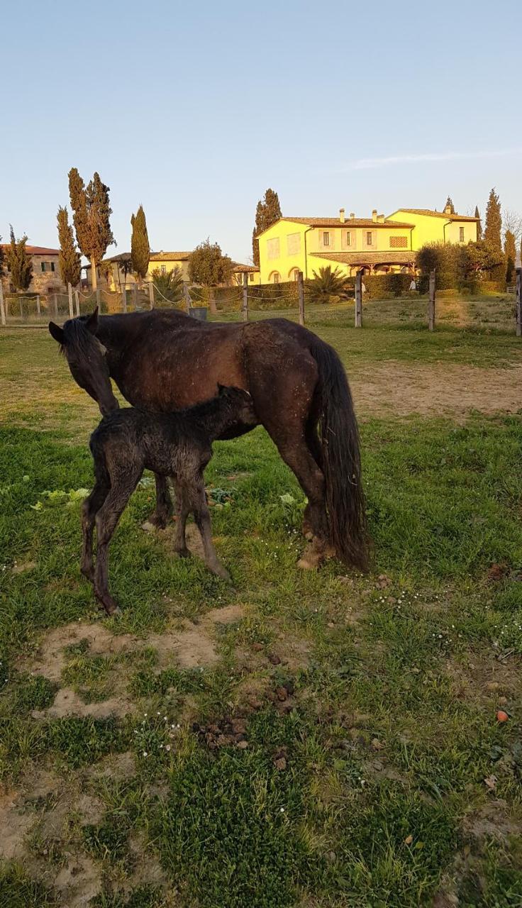 Agriturismo Fattoria Rozzalupi Cerreto Guidi Bagian luar foto